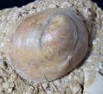 Velates perversus (GMELIN 1791) - Bild &copy; FossNet FossilienStore